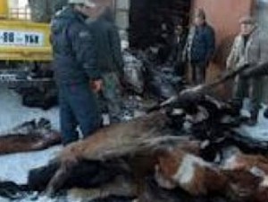 Хятадууд мах их хэмжээгээр авч байна
