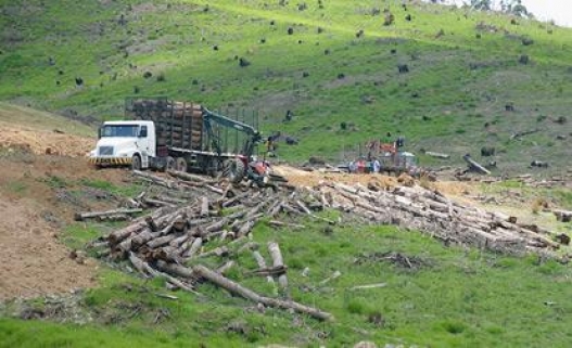 Модоо барьсан Монголын Сэлэнгэ модоо баран уйлж байна