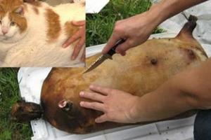 Өнгөрсөн жил муурын махаар боодог хийсэн харин энэ жил юуны махаар боодог хийх вэ?