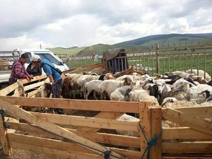 Мал худалдаалах түр цэгт хяналт тавин ажиллаж байна