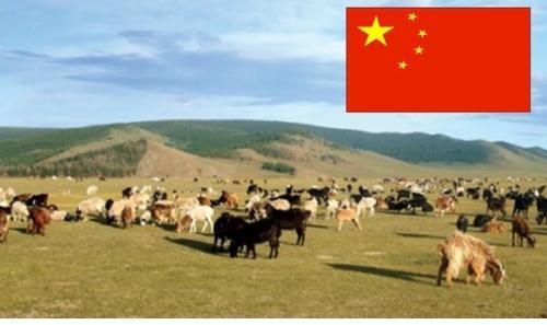 Монголд байгаа Хятад малчинг өмөөрөн малчин эрийг зоджээ