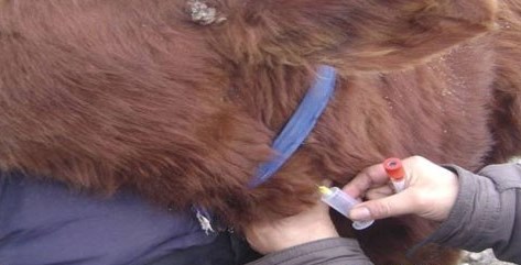 Нийслэл орчмын малд вакцинжуулалт хийж байна