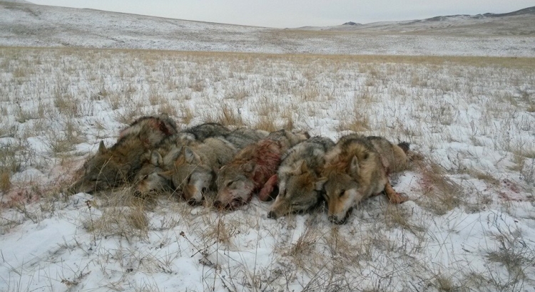 Хулгайн ангийн 1200 гаруй гэмт хэрэг бүртгэгджээ, гэвч…