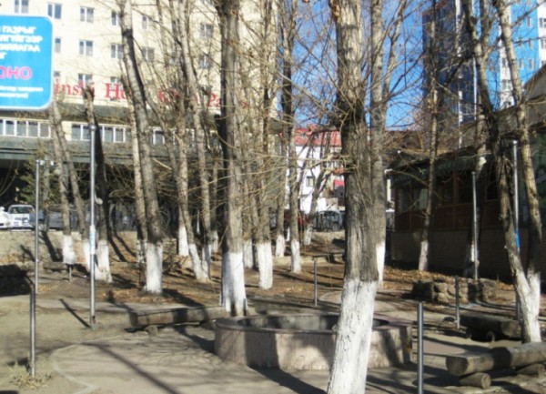 Нийслэлийн 5000 гаруй модны суурийг шохойдлоо