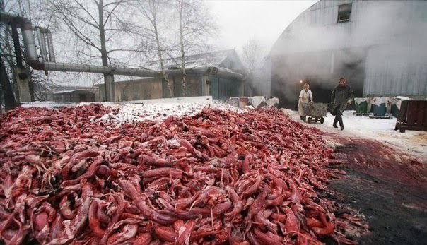 ГАНГАЧУУДЫН ГОЁЛЫГ БЭЛТГЭХЭД ХЭЧНЭЭН САЯ БУЛГА, ҮНЭГ, ТУУЛАЙ ТАМЛАГДДАГ ВЭ?