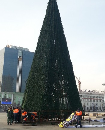 Төв талбайн сүлд модыг засч эхэллээ