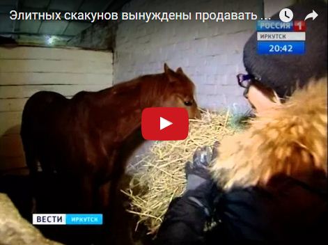 Манай уяачид Эрхүүгийн элит үүлдрийн морьдын гол худалдан авагчид болжээ