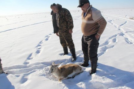 Хар сүүлт болон монгол бөхөн зуданд нэрвэгдэж хорогдсоор байна
