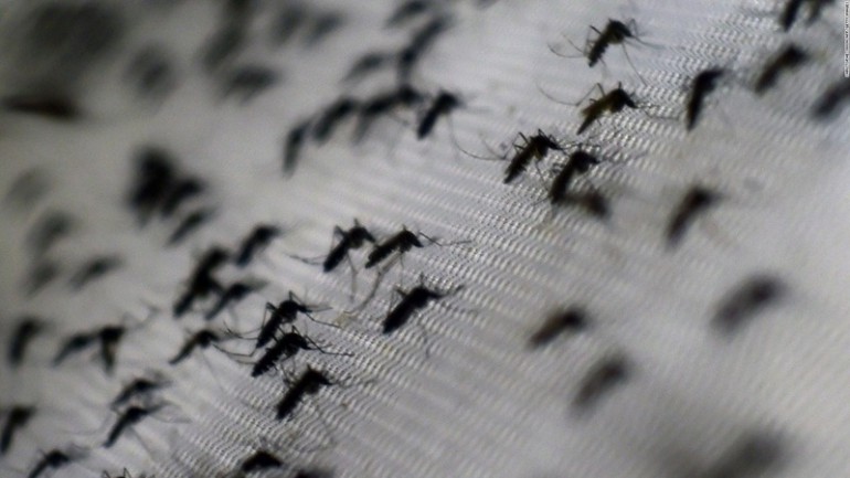 Зика вирусийг дамжуулагч Aedes төрлийн ШУМУУЛ нь Монголын ихэнх нутгаар тархалттай!