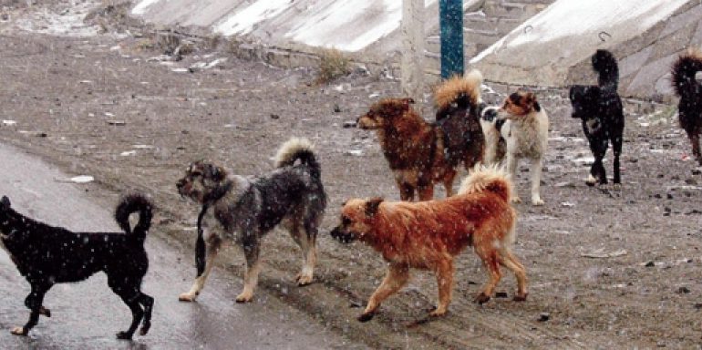 Эм нохдод спираль тавихгүй савыг нь авах гэнэ