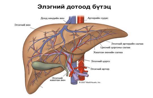 Элэг ба хоол тэжээл