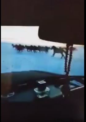 Өвөрмонгол малчны морьдыг дайрч буй БИЧЛЭГ шуугиан тарьж байна