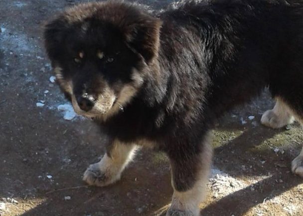 Төв аймагт нохой нь эзнийхээ амийг аварчээ