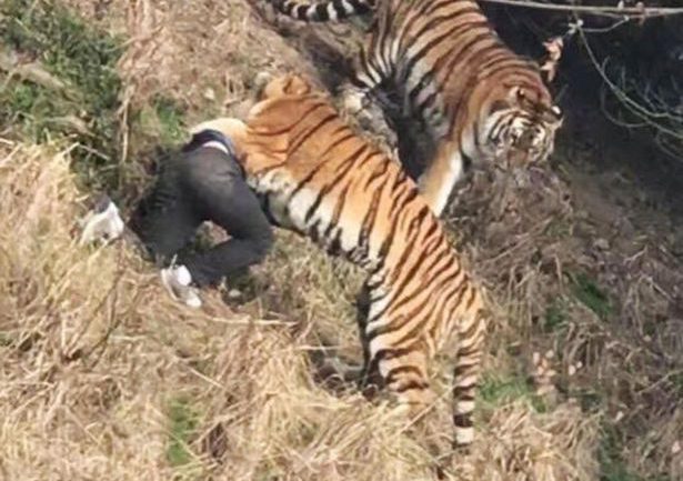 Хятад эр амьтны хүрээлэнд баранд бариулж амиа алджээ / VIDEO /