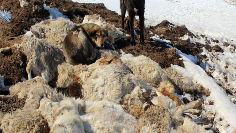Өвчтэй хонь худалдсан малчинд хуулийн хариуцлага ногдуулжээ