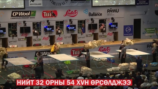 Дэлхийн хонь хяргалтын World Shearing Champs тэмцээнд Монгол хүн анх удаа оролцов / VIDEO /