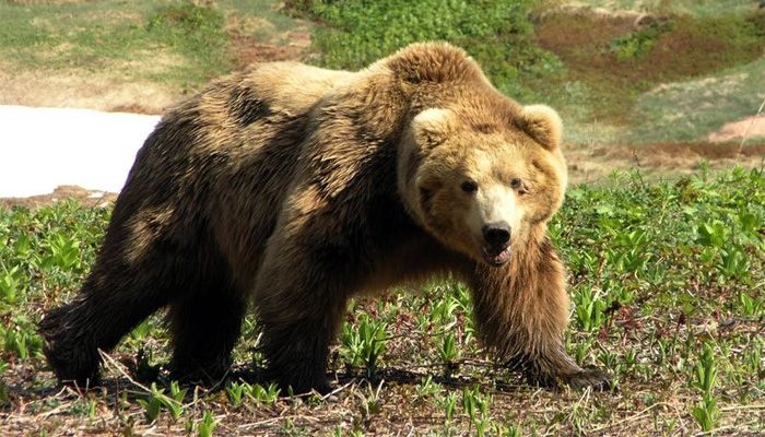 Махчин баавгайг эрэн сурвалжилж байна