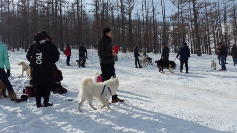 НОХОЙ СОНИРХОГЧ КЛУБУУДЫН АВАРГА ШАЛГАРУУЛНА