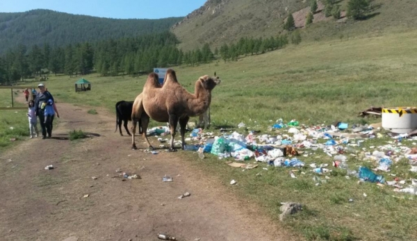 Хэдий болтол бут сөөгний араар гүйж орох вэ